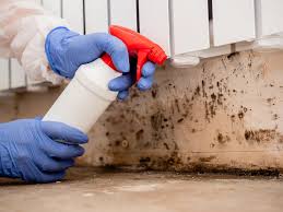 Trusted South Pasadena, FL Mold Removal & Remediation Experts